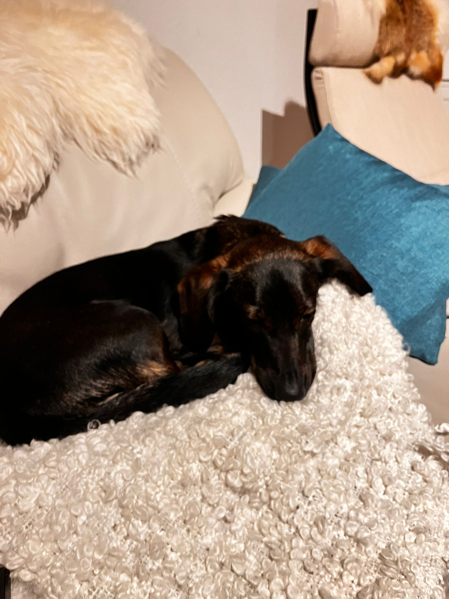 Frieda schläft zusammengerollt auf dem Sofa